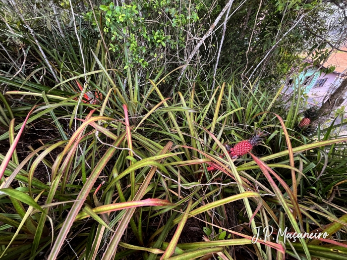 Ananas bracteatus