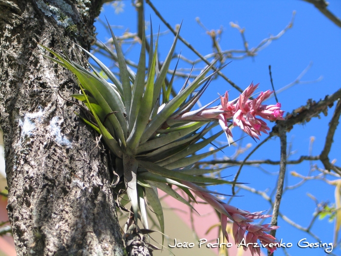 Tillandsia geminiflora