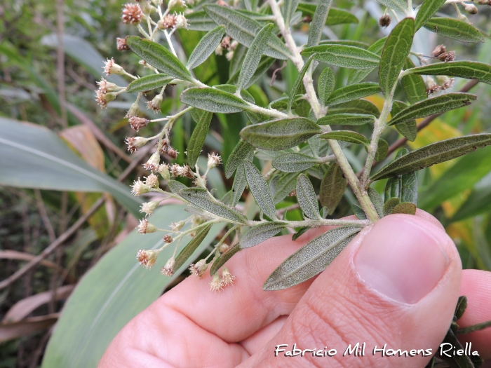 Baccharis calvescens