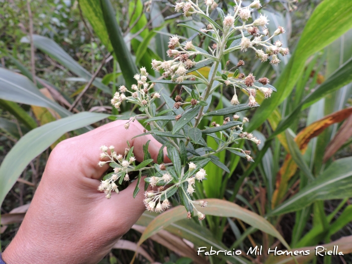 Baccharis calvescens