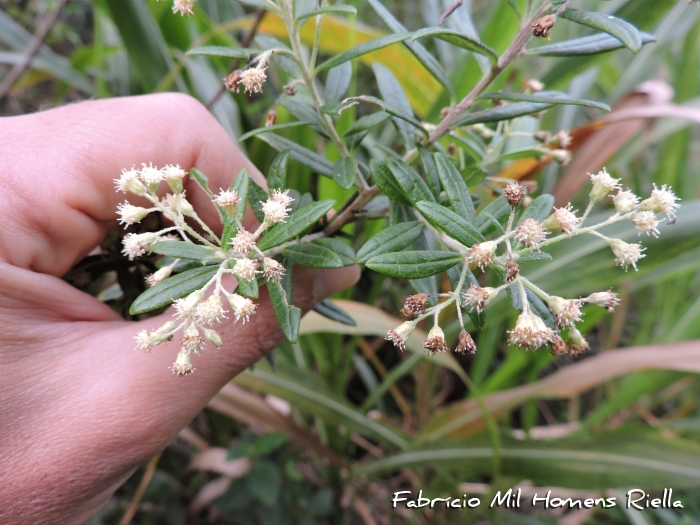 Baccharis calvescens