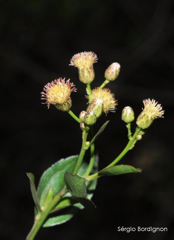 Baccharis conyzoides