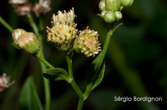 Baccharis conyzoides