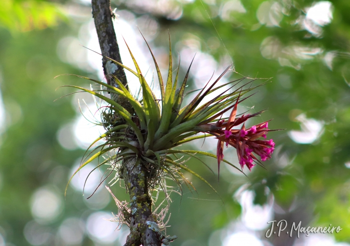 Tillandsia geminiflora