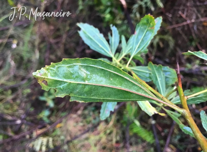 Baccharis intermixta