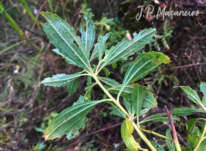 Baccharis intermixta