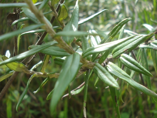 Baccharis leucocephala