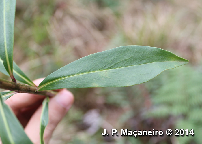 Baccharis oblongifolia