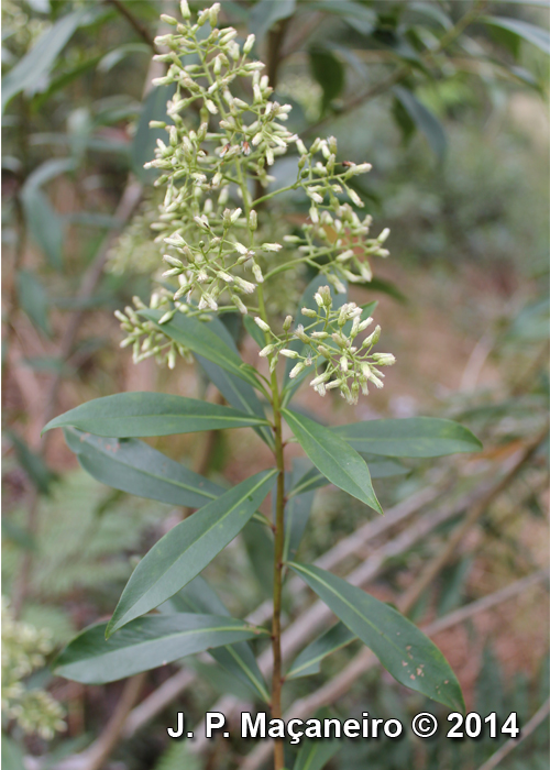 Baccharis oblongifolia