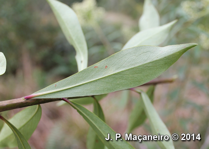 Baccharis oblongifolia