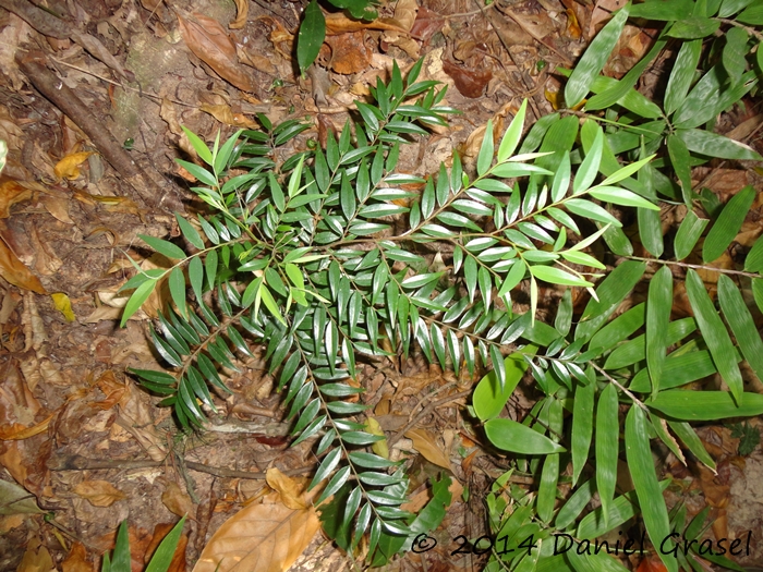 Xylopia brasiliensis