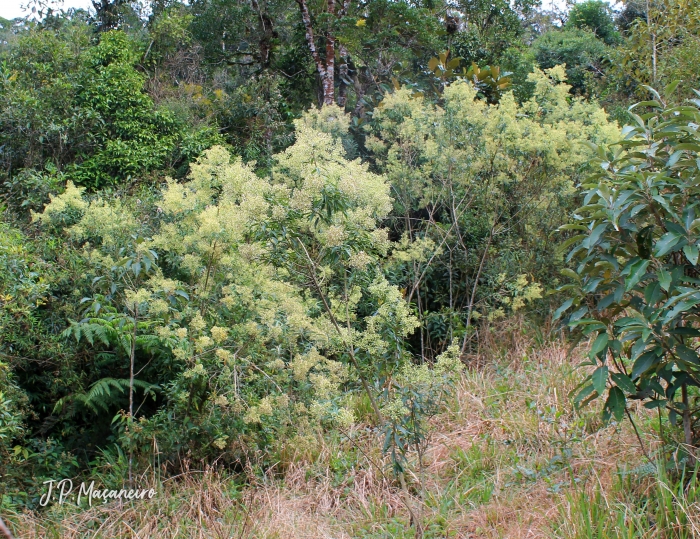 Baccharis oblongifolia