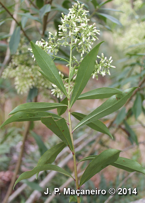 Baccharis oblongifolia