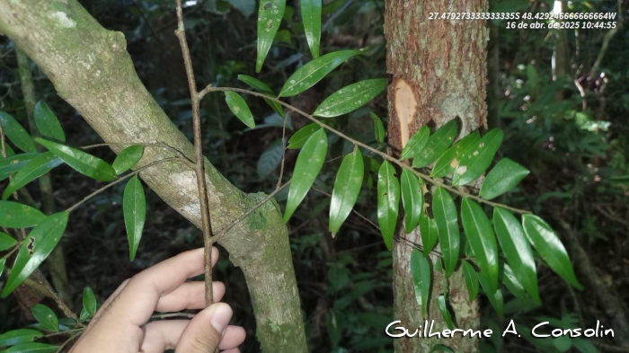 Xylopia brasiliensis
