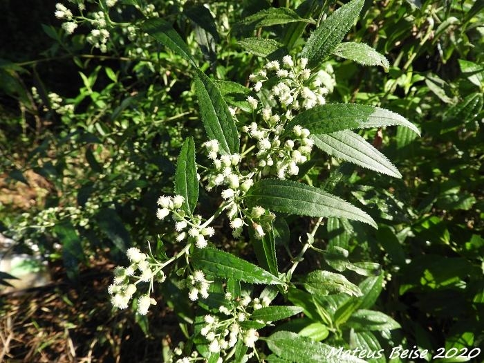 Baccharis oxyodonta