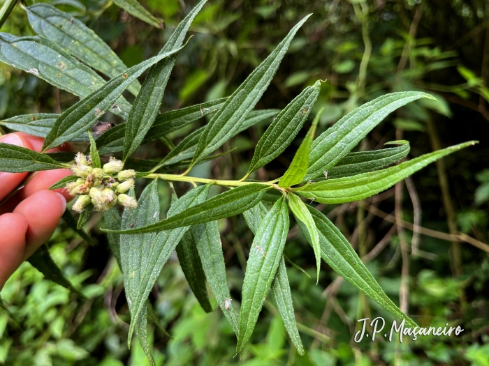 Baccharis oxyodonta