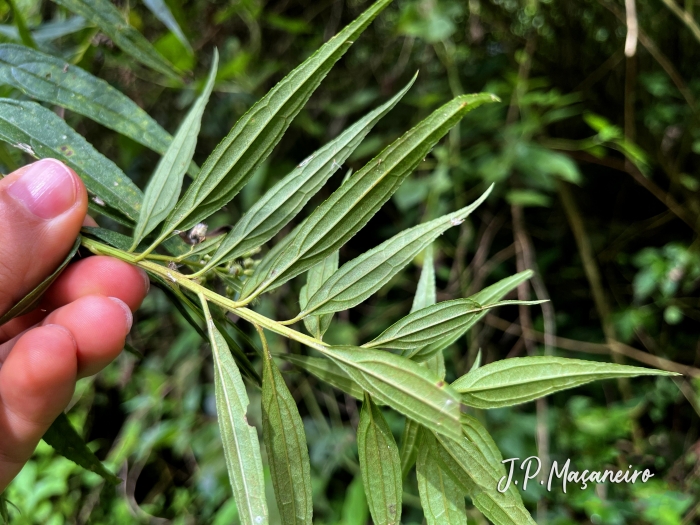 Baccharis oxyodonta