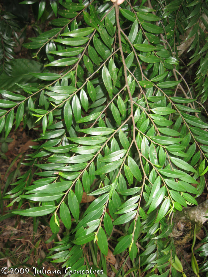 Xylopia brasiliensis