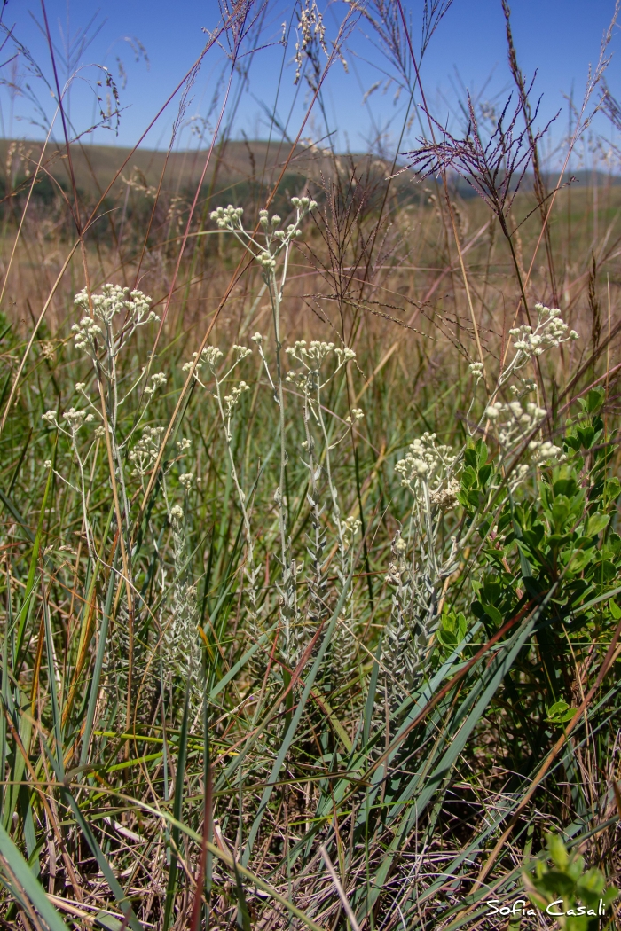 Baccharis phylicifolia
