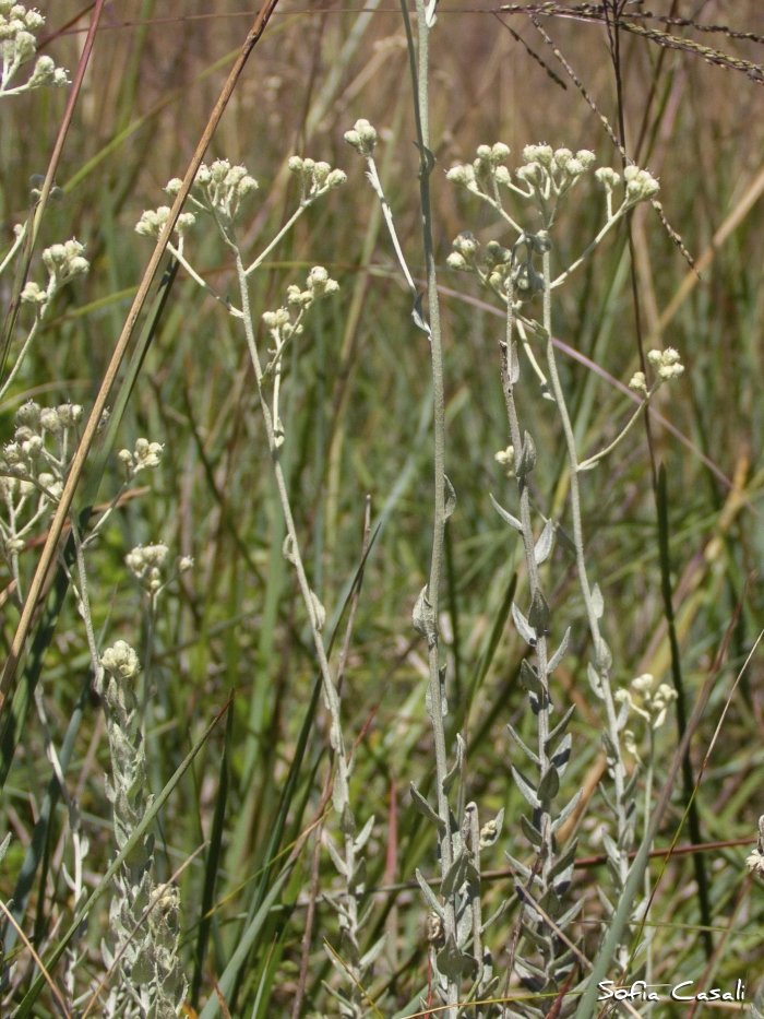 Baccharis phylicifolia