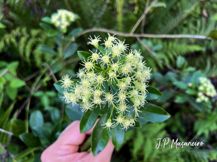 Baccharis singularis
