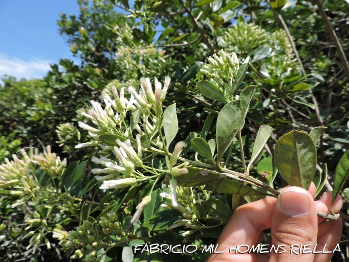 Baccharis singularis