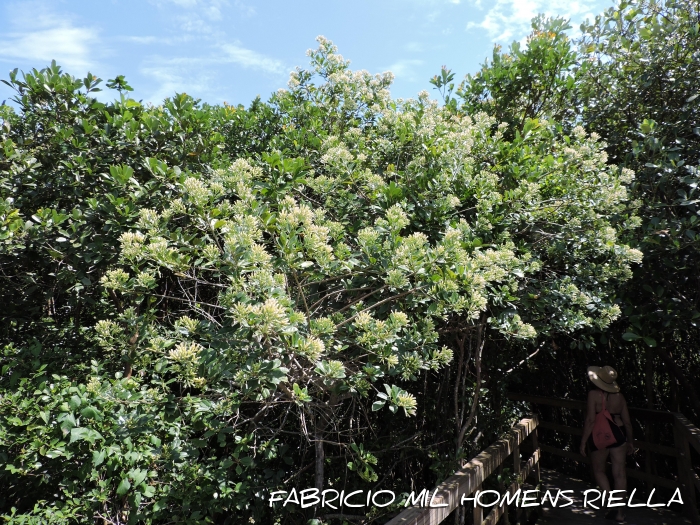 Baccharis singularis