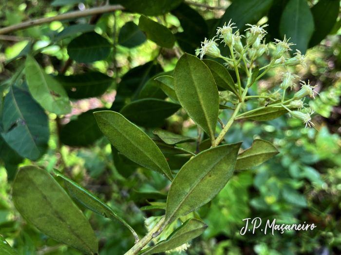 Baccharis singularis