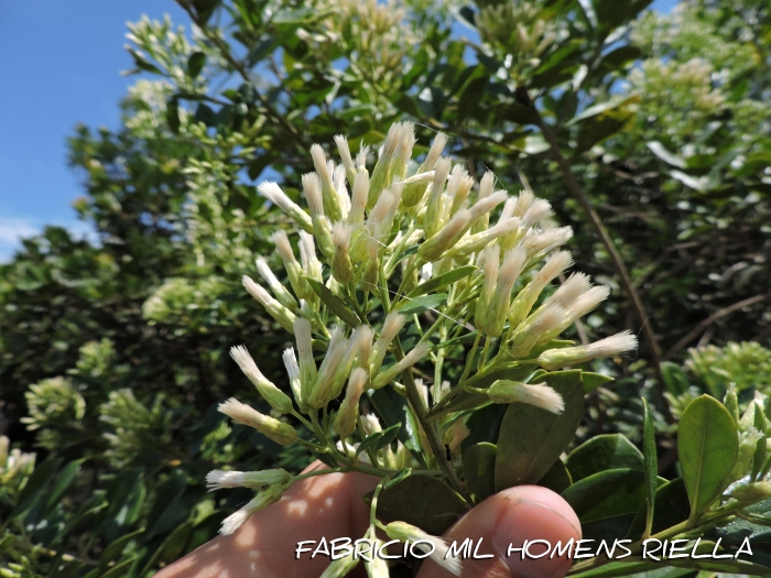 Baccharis singularis