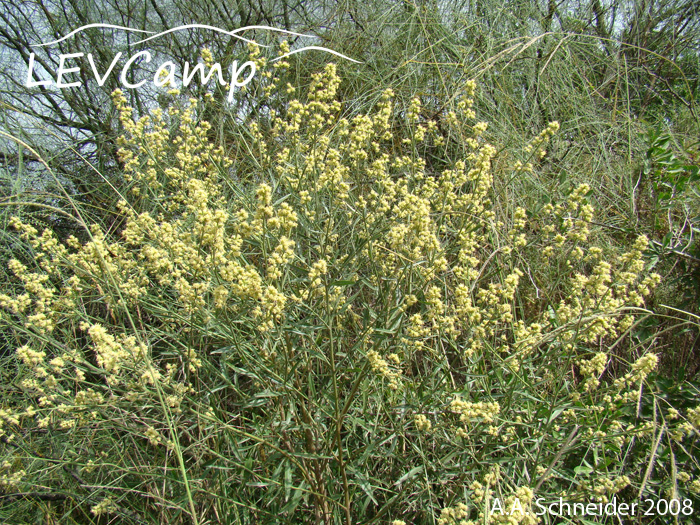 Baccharis spicata