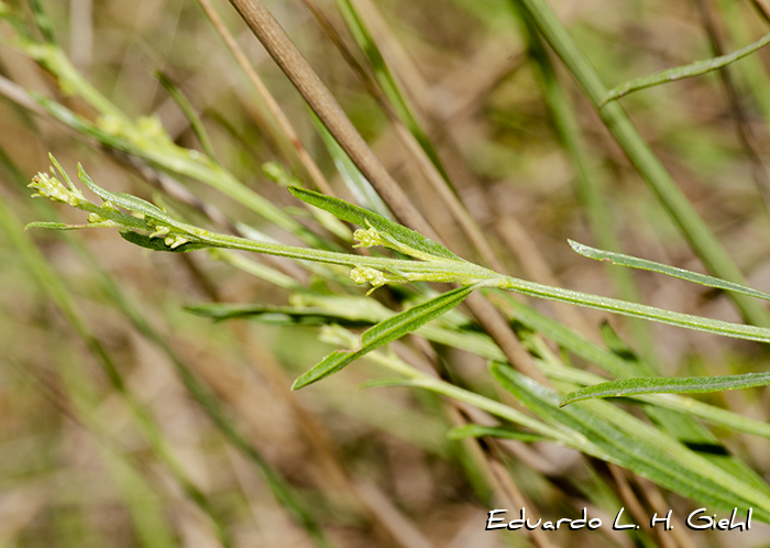 Baccharis spicata