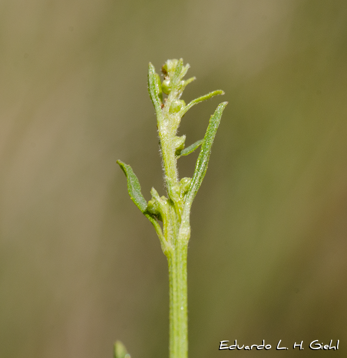 Baccharis spicata