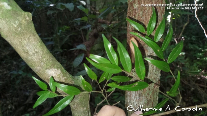 Xylopia brasiliensis