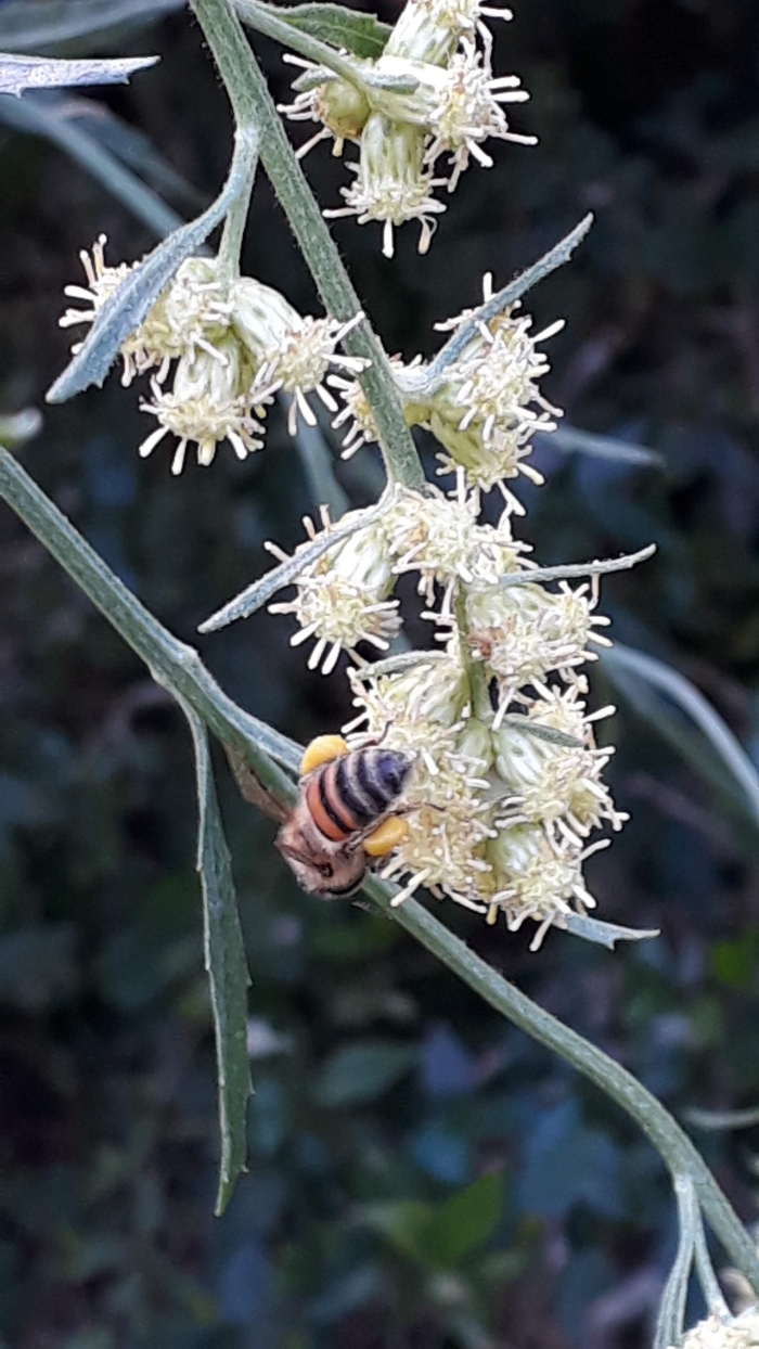 Baccharis spicata