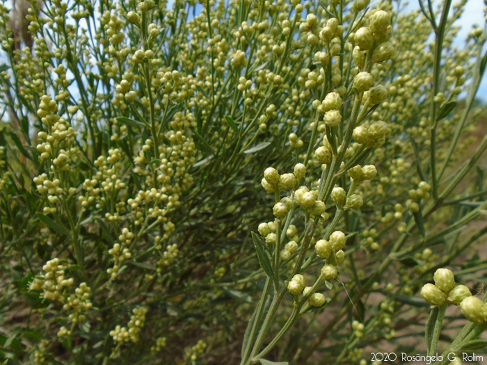 Baccharis spicata