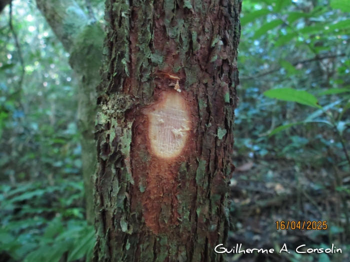 Xylopia brasiliensis