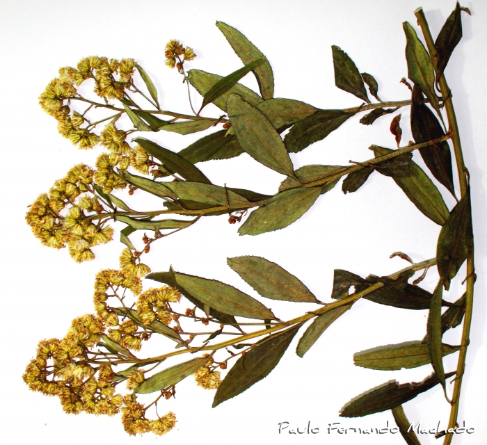 Baccharis vulneraria