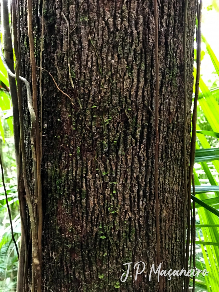 Xylopia brasiliensis