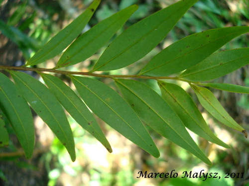 Xylopia brasiliensis