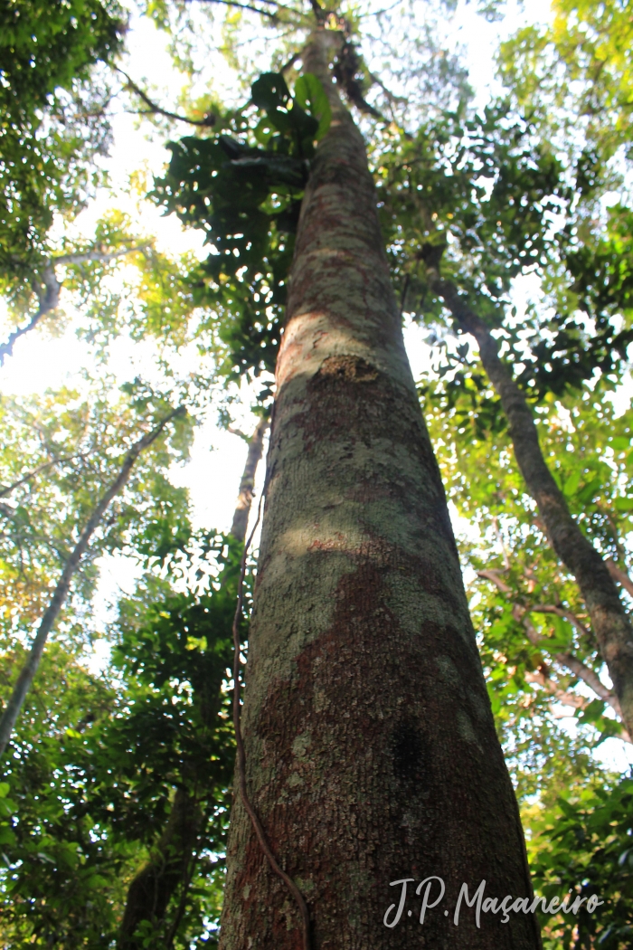 Xylopia brasiliensis