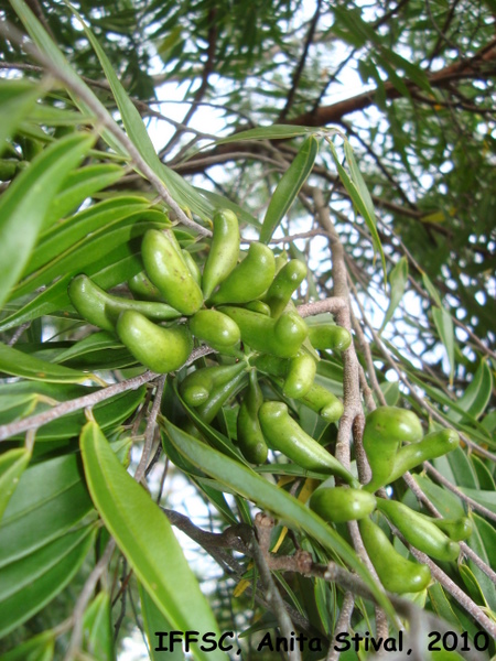 Xylopia brasiliensis