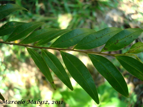 Xylopia brasiliensis