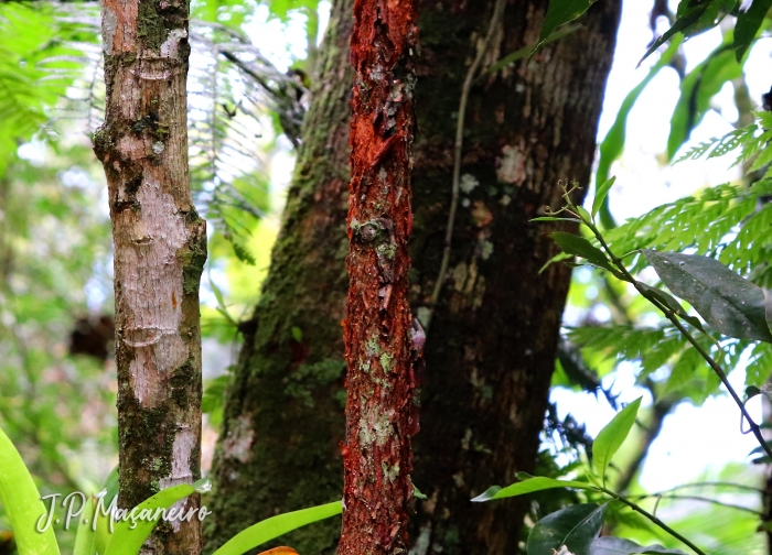 Xylopia brasiliensis