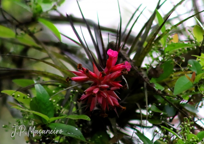 Tillandsia geminiflora