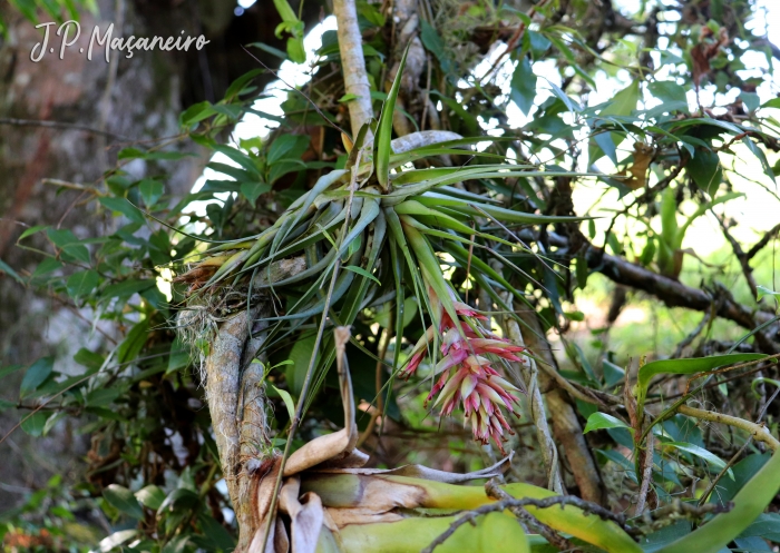 Tillandsia geminiflora