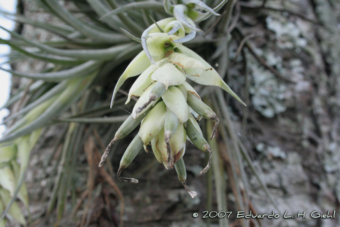 Tillandsia geminiflora