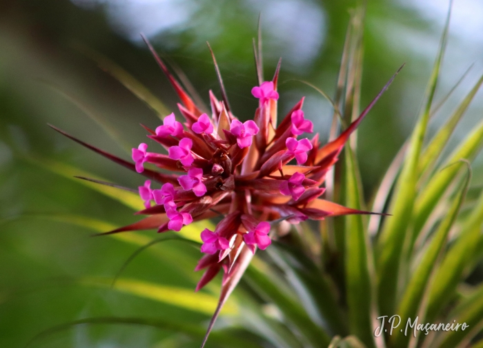 Tillandsia geminiflora