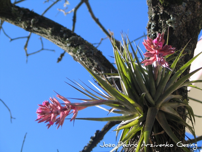 Tillandsia geminiflora