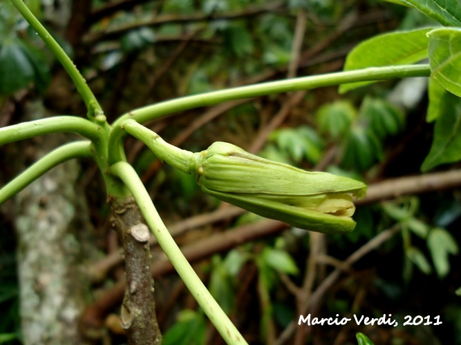 Jacaratia spinosa
