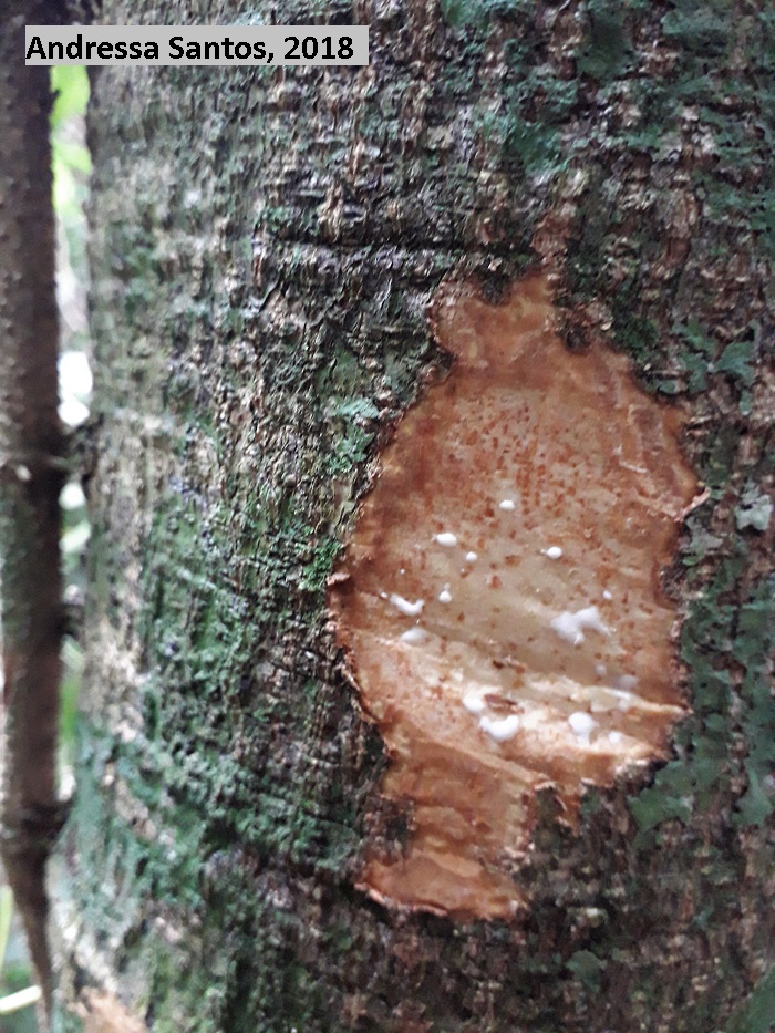 Aspidosperma olivaceum